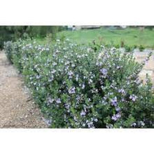 Load image into Gallery viewer, WESTRINGIA NARINGA 14CM POT