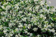 Load image into Gallery viewer, TRACHELOSPERMUM ASIATICUM 14CM POT