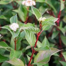 Load image into Gallery viewer, RED STEM DOGWOOD - CORNUS ALBA SIBIRICA 20CM POT 80CM TALL