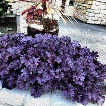 Load image into Gallery viewer, CORAL BELLS - HEUCHERA FOREVER PURPLE 15CM POT