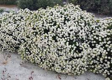 Load image into Gallery viewer, RICE FLOWER - PIMELEA FERRUGINEA ALBA 14CM POT