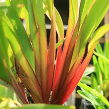 Load image into Gallery viewer, DIANELLA TASMANICA CHERRY RED 140CM POT