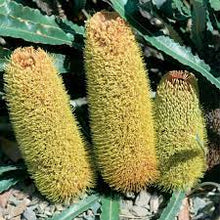 Load image into Gallery viewer, BANKSIA PETIOLARIS 14CM POT
