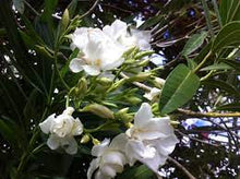 Load image into Gallery viewer, OLEANDER MADONNA GRADIFLORA 20CM POT