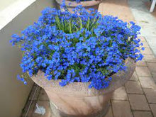 Load image into Gallery viewer, LECHENAULTIA BILOBA SKY HIGH 14CM POT