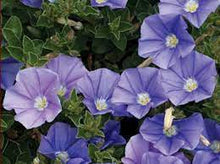 Load image into Gallery viewer, CONVOLVULUS ELITE BEAUTY 15CM POT