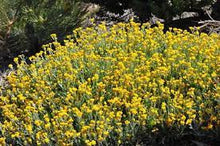Load image into Gallery viewer, CHRYSOCEPHALUM APICULATUM DESERT FLAME 14CM POT