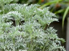 Load image into Gallery viewer, WORMWOOD DWARF - ARTEMISIA POWIS CASTLE 14CM POT