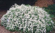 Load image into Gallery viewer, DEUTZIA NIKKO 25CM POT
