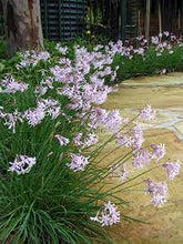 Load image into Gallery viewer, SOCIETY GARLIC - TULBAGHIA FAIRY STAR 14CM POT