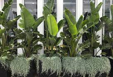 Load image into Gallery viewer, STRELITZIA NICOLAI - GIANT BIRD OF PARADISE 20CM POT