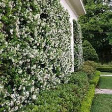 Load image into Gallery viewer, CHINESE STAR JASMINE - TRACHELOSPERMUM JASMINOIDES 14CM POT