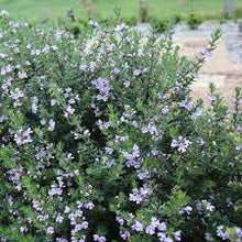 Load image into Gallery viewer, WESTRINGIA NARINGA 14CM POT
