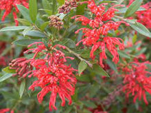 Load image into Gallery viewer, GREVILLEA LADY O 14CM POT