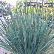 Load image into Gallery viewer, DIANELL REVOLUTA LITTLE REV 14CM POT