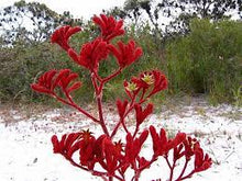 Load image into Gallery viewer, KANGAROO PAW - ANIGOZANTHOS RUFUS 14CM POT