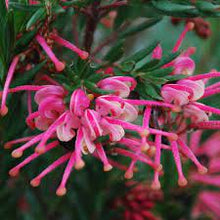 Load image into Gallery viewer, GREVILLEA ROSMARINIFOLIA ROSY'S BABY 140MM POT