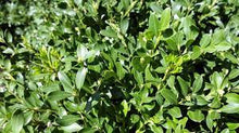 Load image into Gallery viewer, KOREAN OR DWARF JAPANESE BOX - BUXUS MICROPHYLLA MICROPHYLLA 20CM POT