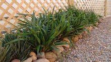 Load image into Gallery viewer, DIANELLA TASRED 14CM POT