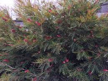 Load image into Gallery viewer, GREVILLEA HOOKERIANA RED HOOKS 14CM POT