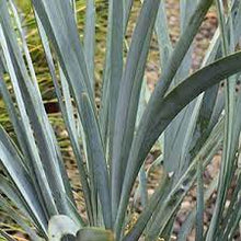 Load image into Gallery viewer, LOMANDRA GLAUCA BLUE RIDGE 15CM POT