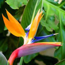Load image into Gallery viewer, BIRD OF PARADISE - STRELITZIA REGINAE 30CM POT