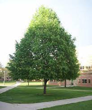 Load image into Gallery viewer, SMALL LEAFED LINDEN - TILIA CORDATA 40CM POT