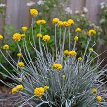 Load image into Gallery viewer, CONOSTYLIS SILVER SUNRISE 14CM POT