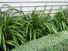 Load image into Gallery viewer, DIANELLA EMERALD ARCH 14CM POT