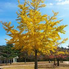 Load image into Gallery viewer, GINKGO BILOBA 50LTR POT - ADVANCED