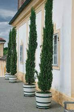 Load image into Gallery viewer, PENCIL PINE - CUPRESSUS SEMPERVIRENS GLAUCA 25CM POT