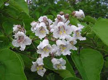 Load image into Gallery viewer, CATALPA BIGNONIOIDES - INDIAN BEAN TREE 40CM POT