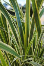Load image into Gallery viewer, PHORMIUM TENAX LEMON SPRITZER 18CM POT