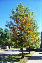 Load image into Gallery viewer, GREVILLEA ROBUSTA 14CM POT