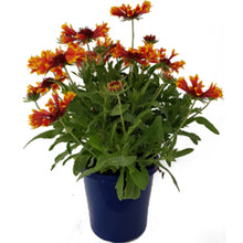 Load image into Gallery viewer, GAILLARDIA ELITE CORNETTO 15CM POT