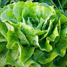 Load image into Gallery viewer, LETTUCE MIGNONETTE MIX VP PUNNET