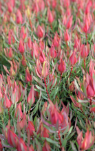 Load image into Gallery viewer, LEUCADENDRON HARLEQUIN 18CM