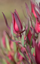 Load image into Gallery viewer, LEUCADENDRON HARLEQUIN 18CM