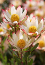 Load image into Gallery viewer, LEUCADENDRON HARVEST 18CM