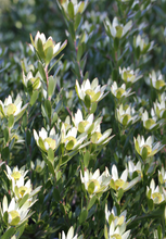 Load image into Gallery viewer, LEUCADENDRON HARVEST 18CM