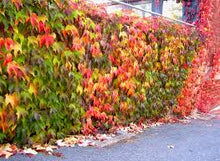 Load image into Gallery viewer, VIRGINIA CREEPER - PARTHENOCISSUS QUINQUEFOLIA 20CM POT
