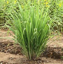 Load image into Gallery viewer, LEMON GRASS 100MM POT