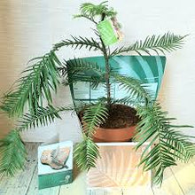Load image into Gallery viewer, WOLLEMI PINE TREE 15CM POT