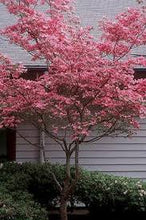 Load image into Gallery viewer, PINK DOGWOOD - CORNUS FLORIDA RUBRA 25CM POT