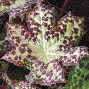 Load image into Gallery viewer, PODOPHYLLUM SPOTTY DOTTY 14CM POT