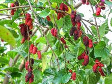 Load image into Gallery viewer, WEEPING MULBERRY - MORUS ALBA 50CM POT