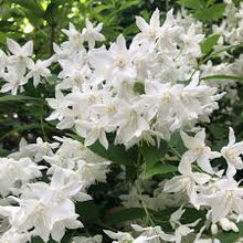 Load image into Gallery viewer, DEUTZIA NIKKO 25CM POT