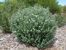Load image into Gallery viewer, WESTRINGIA AUSSIE BOX 14CM POT