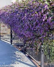 Load image into Gallery viewer, HARDENBERGIA HAPPY WANDERER 14CM POT