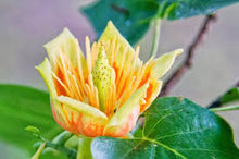 Load image into Gallery viewer, LIRIODENDRON TULIP TREE 30CM POT